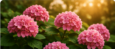 Massif d'hortensias roses en bonne santé, guide Mortengo pour protéger ses plantes des nuisibles naturellement