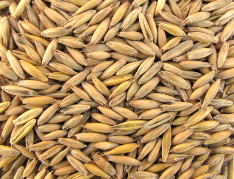 Avoine fourragère Kornkraft 20 kg