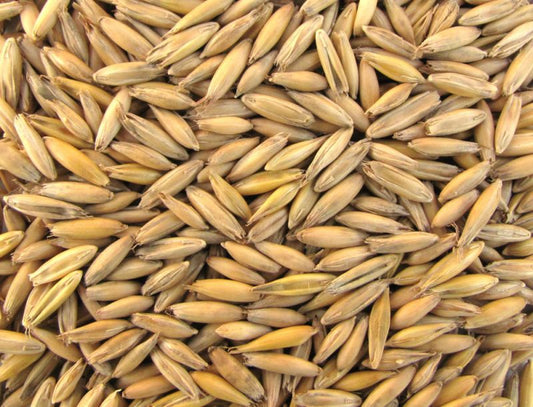 Avoine fourragère Kornkraft 20 kg