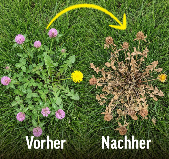 ROUNDUP Désherbant sélectif efficace pour jardin, herbicide gazon et pelouse - 3X250ml pour traiter 500m² ''Sans Glyphosate''