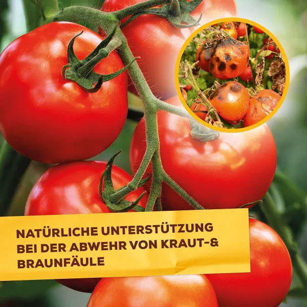 Solabiol Lécithine AF (1000 ml)